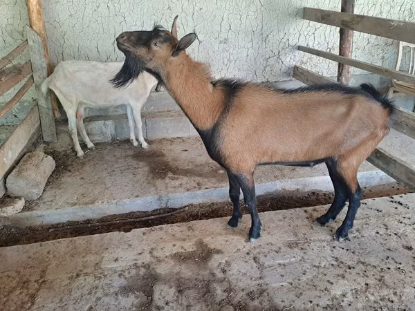 Jarac, Alpine goat — Узбекистан