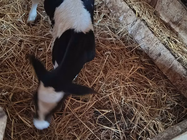 Cow, Russian Black pied cattle — Poland
