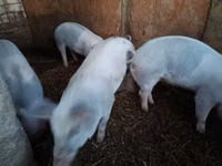 Babi hutan, Pigs — foto 3