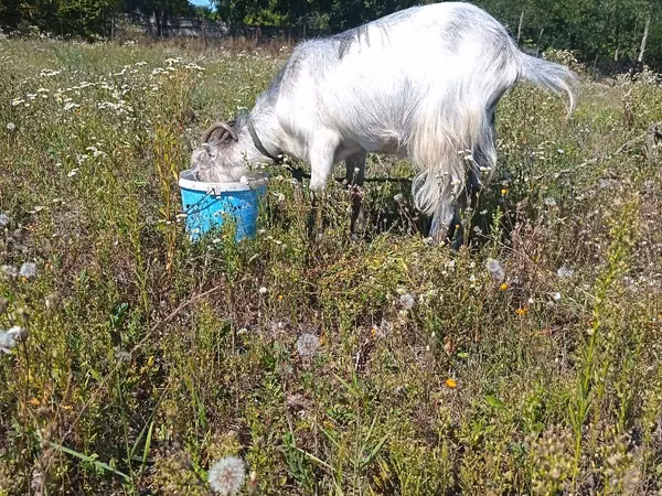 Goat, Goats — Moldova