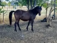 Mare, Horses — photo 2