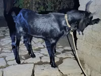 كبش, South meat sheep — الصورة 2