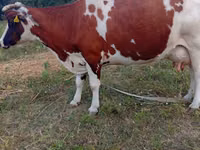 Cow, Simmental cattle — photo 1