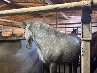 Mare, Horses — photo 1