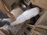 Коза, Saanen goat — снимка 3