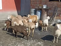بھیڑیں (گروپ، جنس مذکور نہیں), بھیڑیں — تصویر 2