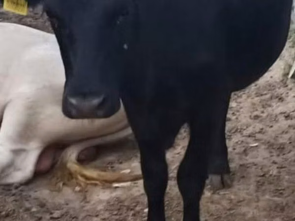 Cow, Aberdeen-Angus