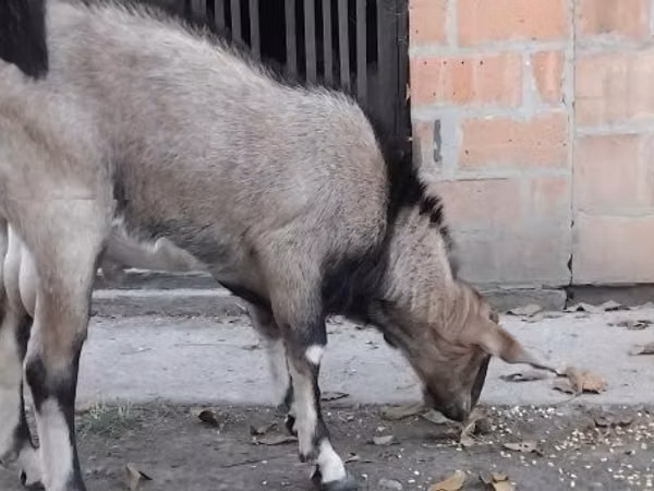 Kambing jantan, Nubian Goat
