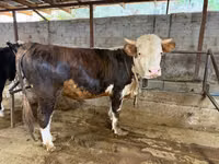 Bull, Cattle — photo 3