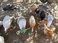 Turkeys — foto 4