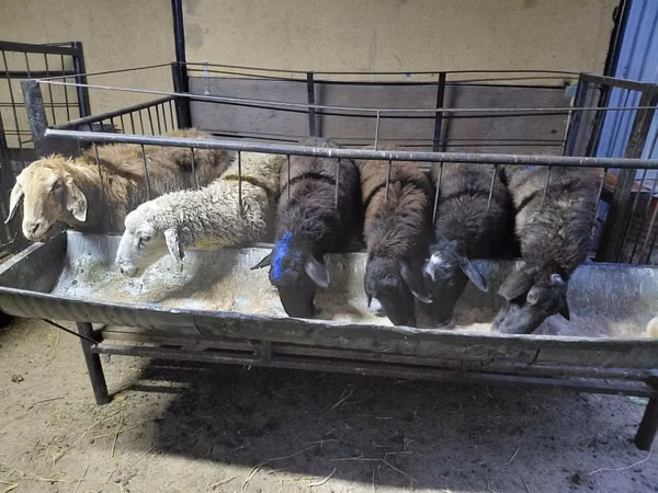 Ram, Sheep — Kazakhstan