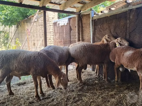 Bagge, Arashan sheep
