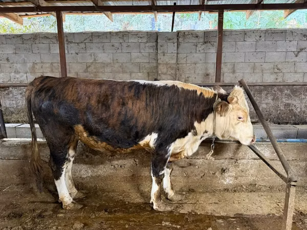 Bull, Cattle — Kazakhstan