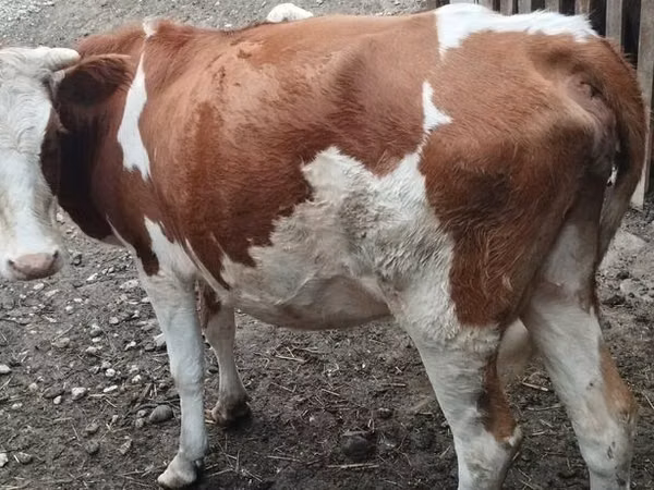 Vache, Simmental cattle
