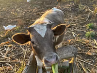 公牛, Cattle — 照片 2