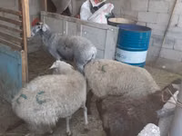 암양, Yecheng sheep — 사진 2
