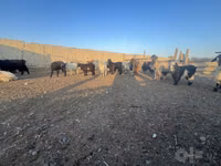 بز ماده, بز — عکس 2