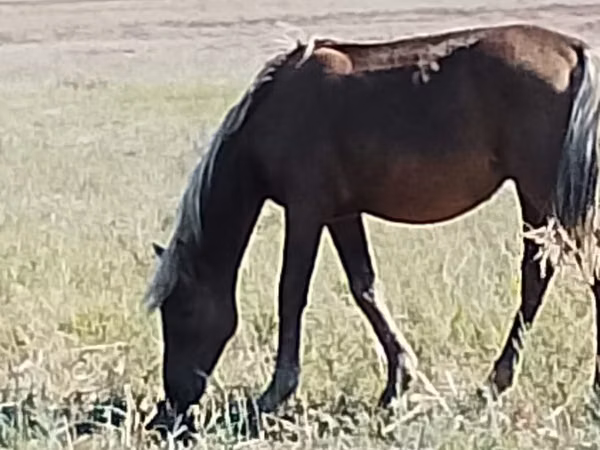Horse (M), Horses — Kazakhstan