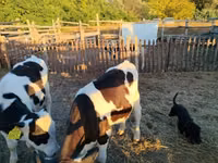 Bou, Rasa Holstein — foto 2