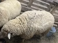 Ram, Merino sheep — photo 1
