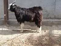 بز ماده, بز — عکس 7