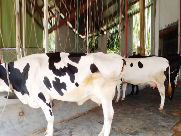Cow, Holstein breed — Bangladesh