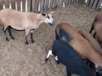 Får (parti, køn ikke angivet), Cameroon sheep — foto 5