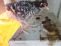 Chickens — photo 7