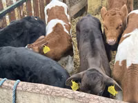 Үхэр (бүлэг, хүйс заагаагүй), Simmental cattle — 4 зураг