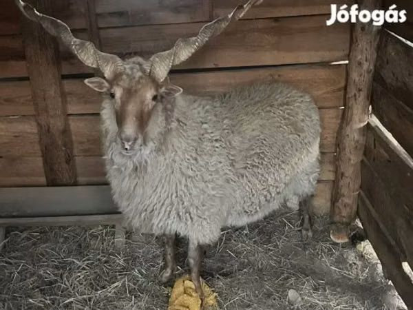 Ram, Racka sheep — Hungary