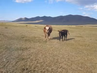 Cow, Cattle — photo 1