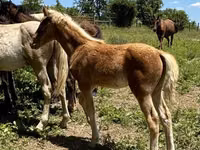 Horse (M), Rocky Mountain Horse — photo 6