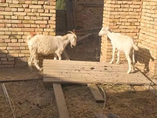 Billy Goat, Goats — Kazakhstan