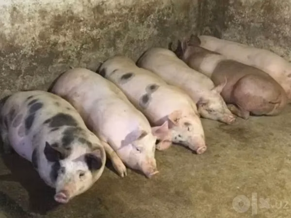 Sow, Pigs — Uzbekistan