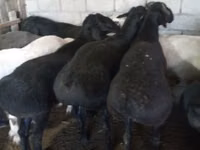 Ram, Sheep — photo 1