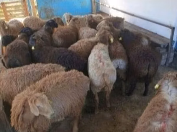 Ram, Kazakh fat-tailed coarsewool sheep — Kazakhstan