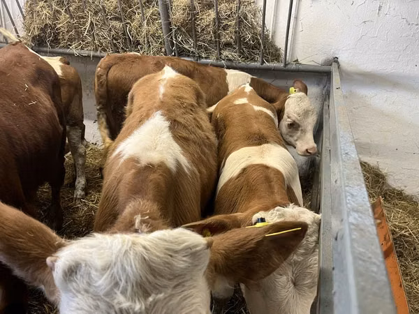 Bull, Simmental cattle — Poland