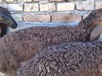 Ram, Blackheaded Persian sheep — photo 5