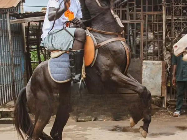 Fardo (xirmo, jins lama sheegin), Horses