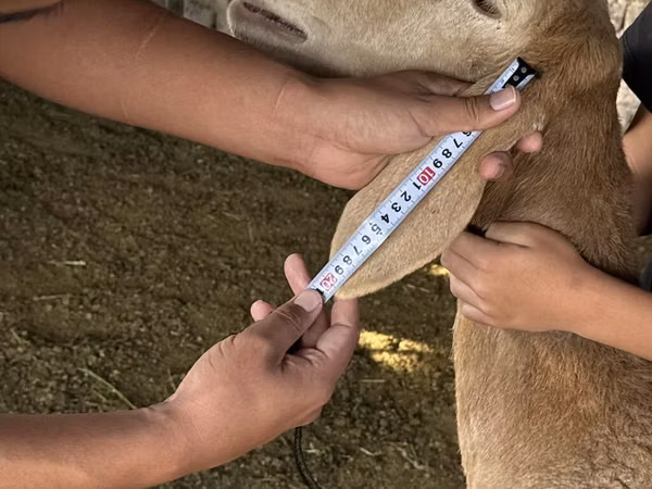 Ram, Arashan sheep — Kyrgyzstan