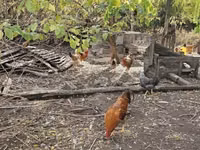 Chickens — عکس 5