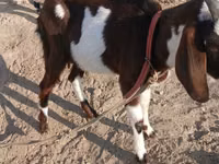 Koza, Beetal goats — foto 5