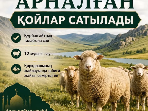 Ram, Sheep — Kazakhstan