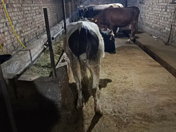 Vache, Russian Black pied cattle — Kirghizstan
