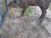 ძროხა, Simmental cattle — ფოტო 4