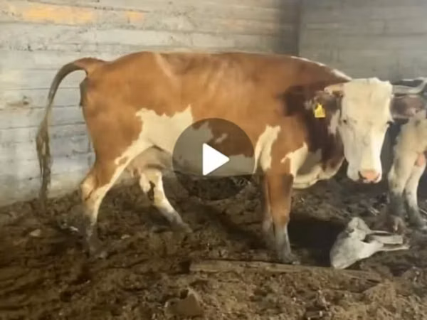Cow, Latvian Blue cattle — Kazakhstan