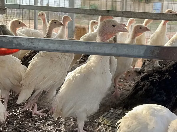 Turkeys