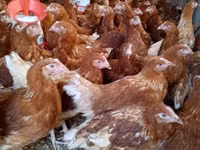 Chickens — foto 3