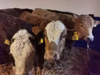 Cattle (batch, sex not specified), Hereford — photo 4