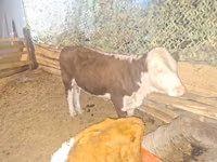 公牛, Simmental cattle — 照片 1